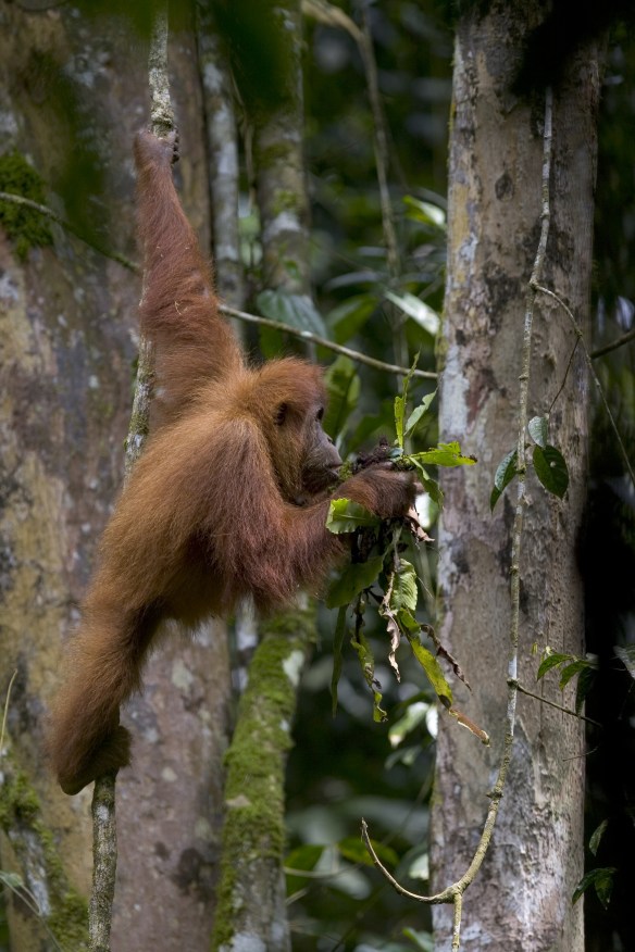 Sumatran orangutan feeding