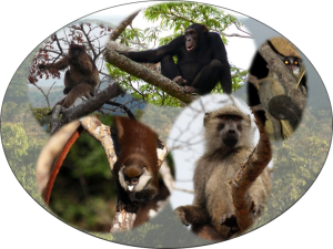 Some of the Ugalla primates, clockwise from top left: red colobus (credit: F. Stewart), chimpanzee (credit: Jan Hosek & Marian Polak),greater galago (credit: J. Moore), yellow baboon (credit: C. Johnson), redtail monkey (credit: C. Johnson)