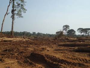 Oil palm development in Africa